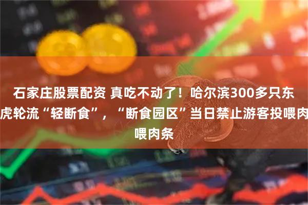 石家庄股票配资 真吃不动了！哈尔滨300多只东北虎轮流“轻断食”，“断食园区”当日禁止游客投喂肉条